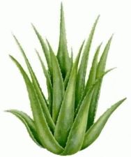 Aloe Vera Benefits