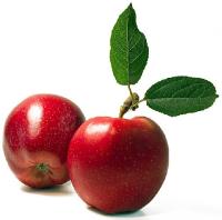 Apple Fruit