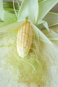 Cornsilk