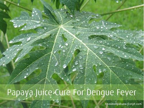 Papaya Leaves Dengue Cure