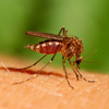 Dengue Fever Mosquito