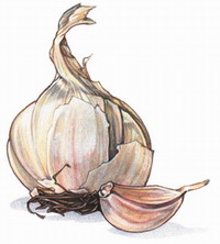 Garlic Benefits