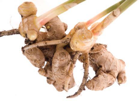 Ginger Root Benefits