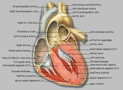 Heart Anatomy