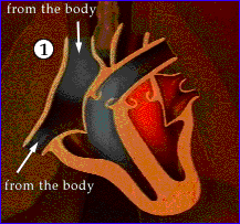 Blood Flow in Human Heart