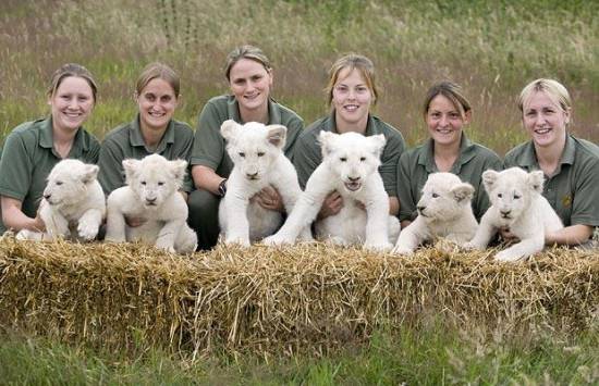 Rare White Lion Cubs