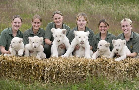 Rare White Lion Cubs