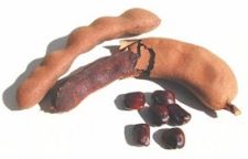 Tamarind Taste in Pregnancy