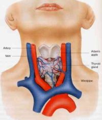 Thyroid