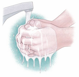 Wash Hands - Hand Wash