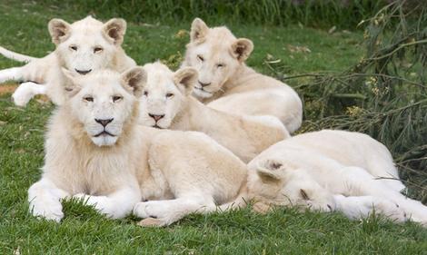 White Lion Cubs