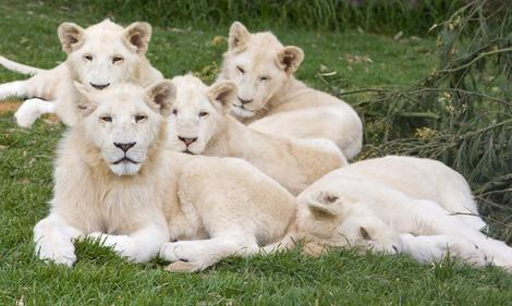 White Lion Cubs