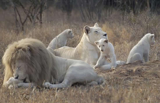 White Lions