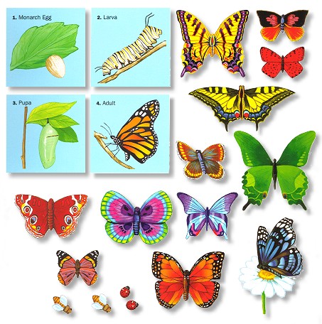 Life Cycle of Butterflies