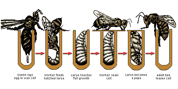 Life Cycle of Bee