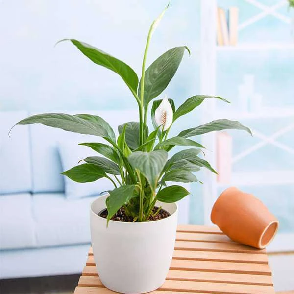 peace lily spathiphyllum plant