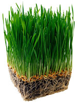 Growing Wheatgrass